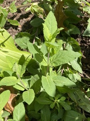 Salvia officinalis