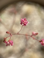 Eriogonum thurberi