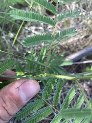 Desmanthus illinoensis