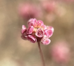 Eriogonum thurberi