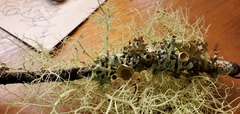 Hypogymnia imshaugii
