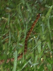 Pantherophis guttatus