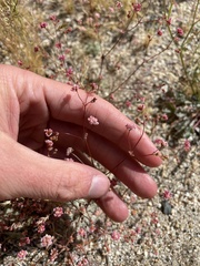 Eriogonum thurberi
