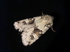 Lacinipolia implicata
