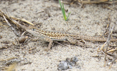 Uta stansburiana elegans