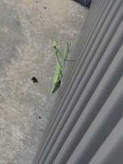 Mantodea