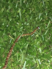 Pantherophis guttatus
