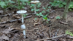 Amanita multisquamosa
