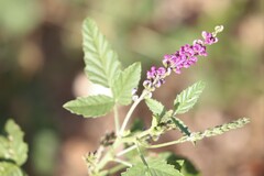 Cullen australasicum