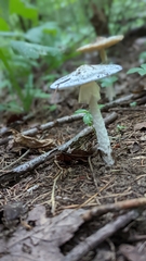 Amanita multisquamosa