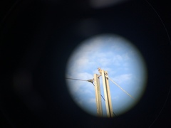 Colaptes auratus chrysocaulosus