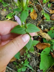 Gentianella quinquefolia