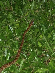 Pantherophis guttatus