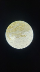 Hydnotrya