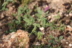 Cullen australasicum