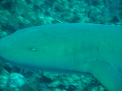 Ginglymostoma cirratum
