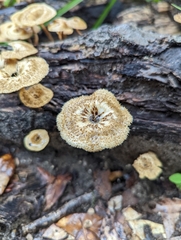 Lentinus crinitus