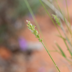 Thyridolepis mitchelliana