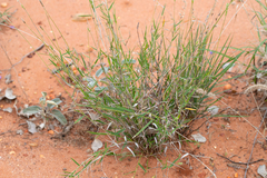 Thyridolepis mitchelliana