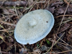 Lactarius chelidonium