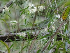 Brickellia eupatorioides