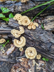 Lentinus crinitus