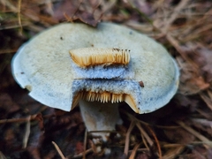 Lactarius chelidonium