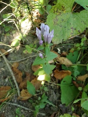 Gentianella quinquefolia