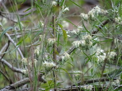 Brickellia eupatorioides