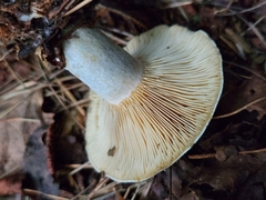 Lactarius chelidonium