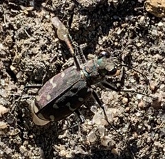 Cicindela duodecimguttata