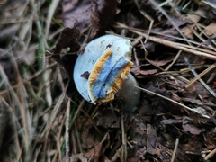 Lactarius chelidonium