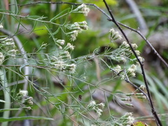 Brickellia eupatorioides