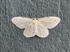 Genusa