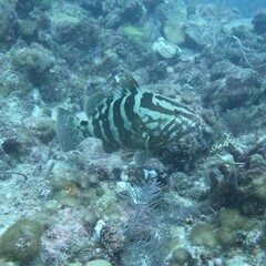 Epinephelus striatus