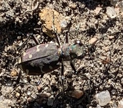 Cicindela duodecimguttata