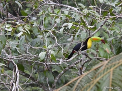 Ramphastos sulfuratus