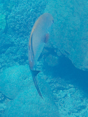 Acanthurus nigrofuscus
