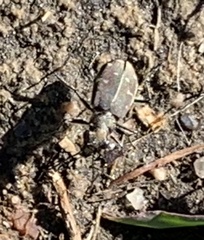 Cicindela duodecimguttata