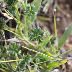 Dactyloctenium radulans
