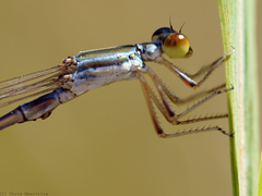 Austrosticta soror