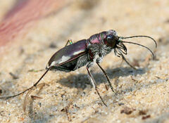 Cicindela scutellaris lecontei