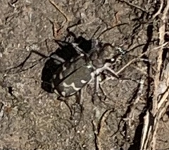 Cicindela duodecimguttata
