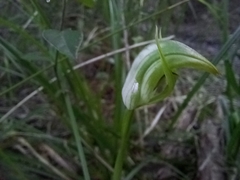 Pterostylis hildae