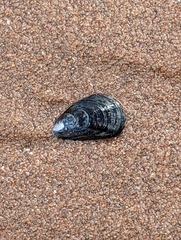 Mytilus edulis