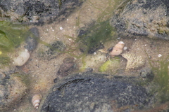 Pagurus longicarpus