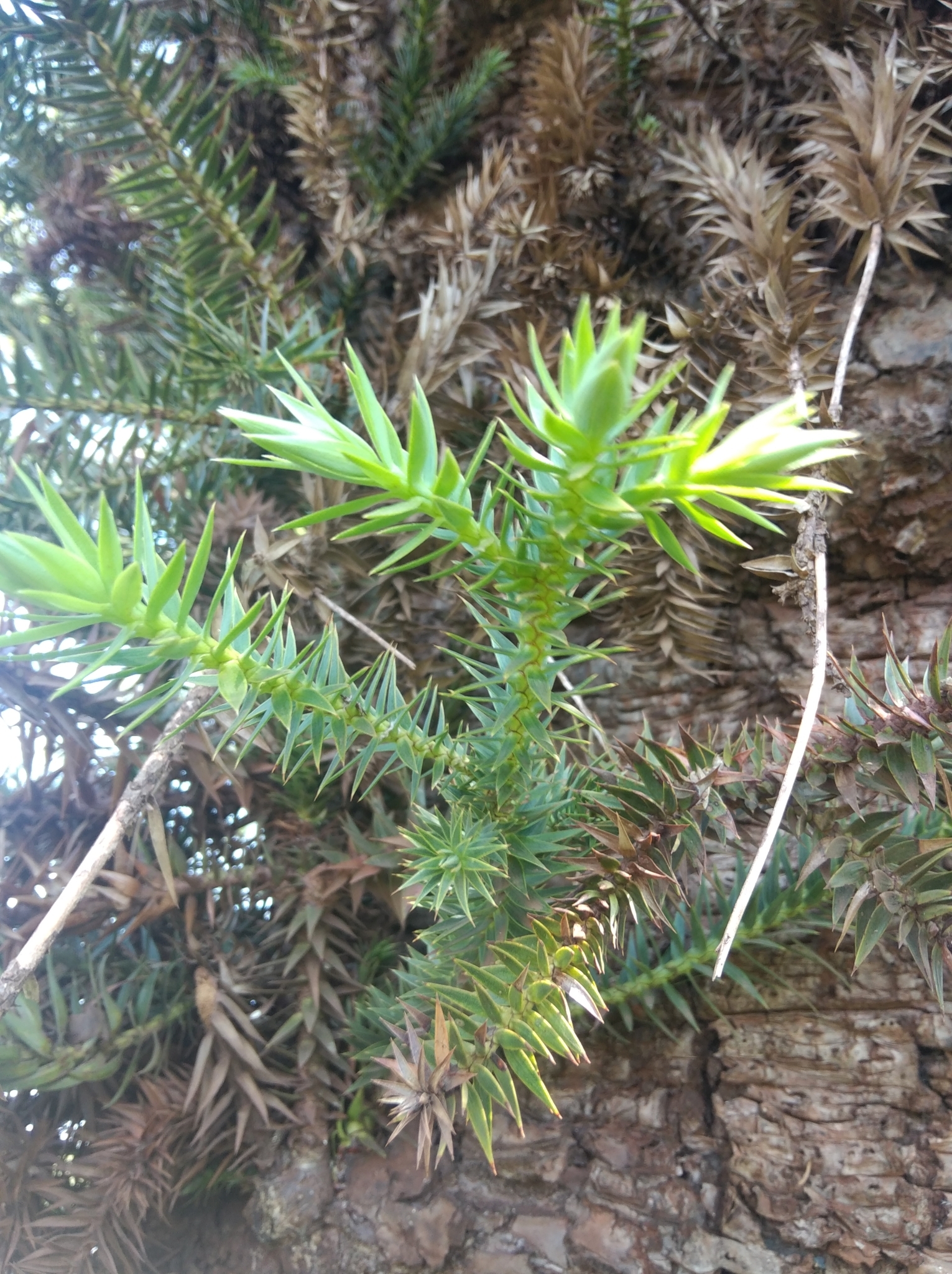 Araucaria angustifolia