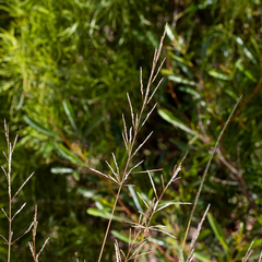 Sporobolus actinocladus