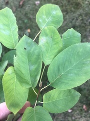 Amelanchier arborea
