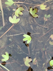 Ranunculus hyperboreus